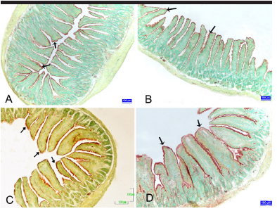 Determination of the changes on the small intestine of pregnant mice by histological, enzyme histochemical, and immunohistochemical methods